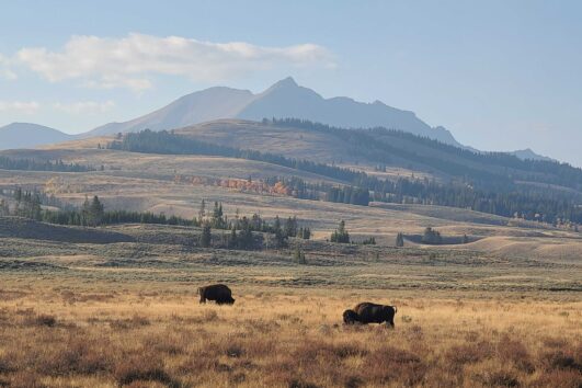 5 Day Yellowstone and Grand Teton National Park in Depth- Hotel Based