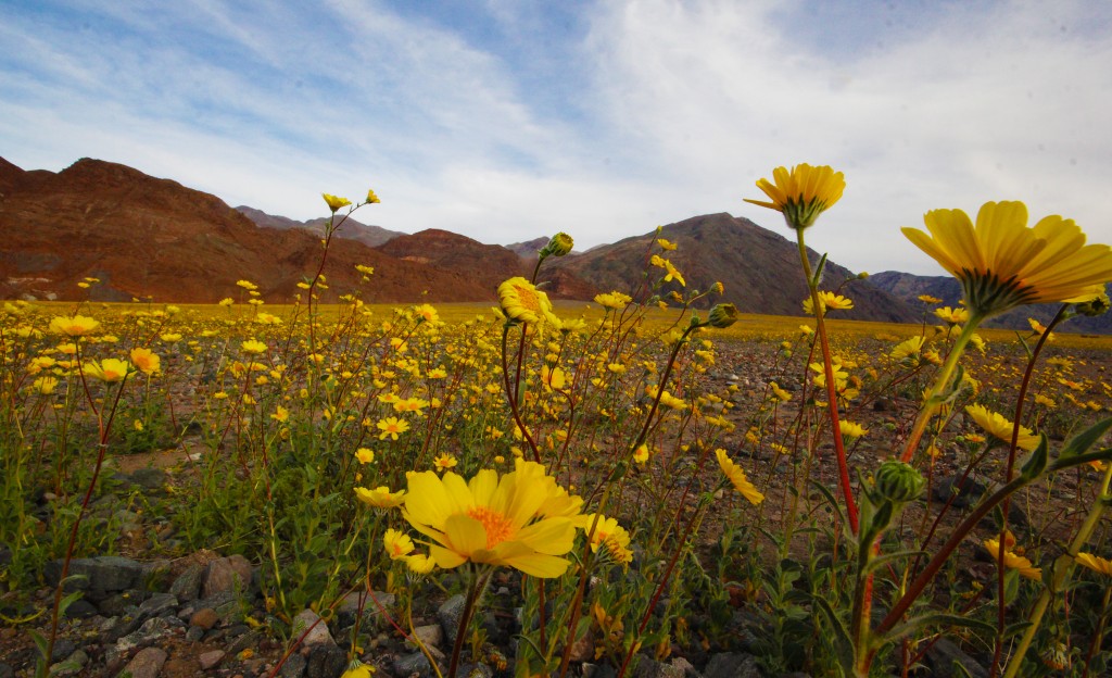 Death Valley Superbloom