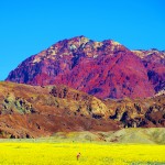 Death Valley Superbloom