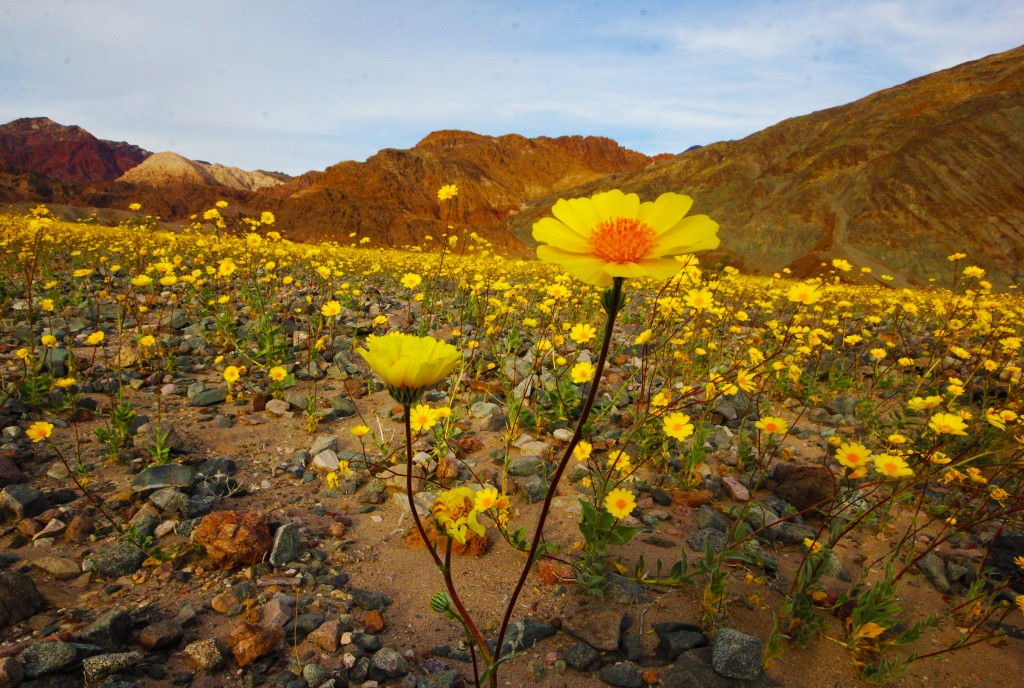 Death Valley Superbloom Bindlestiff Tours