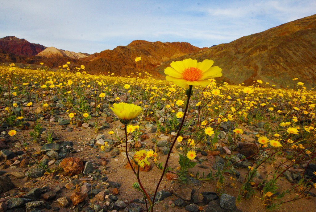 Death Valley Superbloom