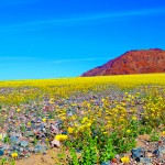 Death Valley Superbloom