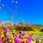 Death Valley Superbloom