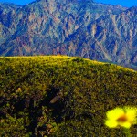 Death Valley Superbloom