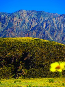 Death Valley Superbloom