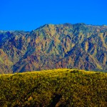 Death Valley Superbloom