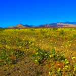 Death Valley Superbloom