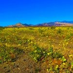 Death Valley Superbloom