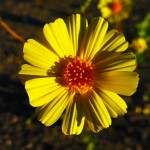 Death Valley Superbloom