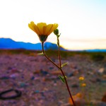 Death Valley Superbloom