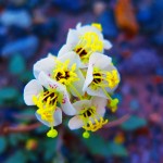 Death Valley Superbloom