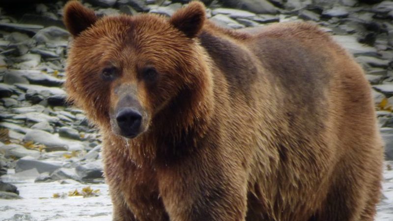 bear bear